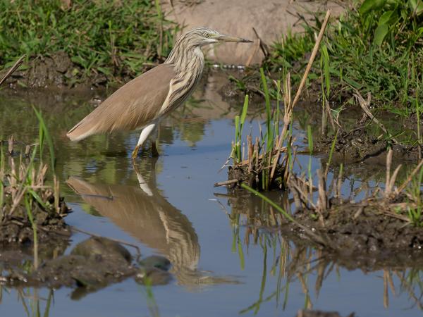 <h3><a href="/trips/gambia/biota/animalia/chordata/aves/015 pelecaniformes/002 ardeidae/ardeola ralloides/ardeola ralloides-nl.html">Ardeola&nbsp;ralloides</a> / Squacco&nbsp;heron / Ralreiger</h3>OM-1 Mark II met OLYMPUS M.150-400mm F4.5, 1/2000 sec  bij F4.5, ISO 320, afstand 19.6&nbsp;m